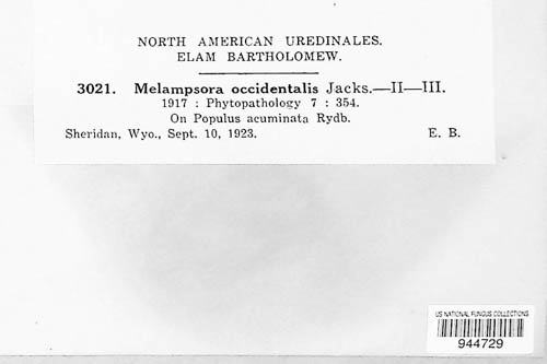 Melampsora occidentalis image